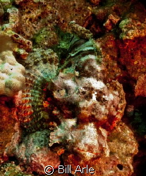 Scorpionfish.  Big Island, Hawaii.  Would have been tough... by Bill Arle 